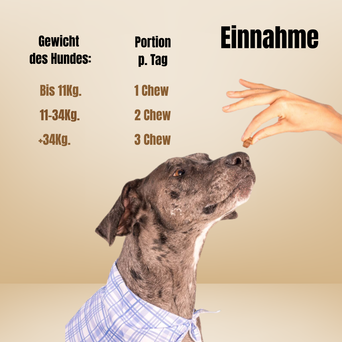 Dog is Human / Multivitamin