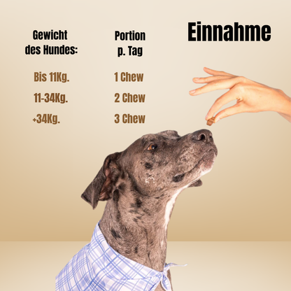 Dog is Human / Multivitamin